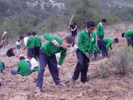 Reforestando